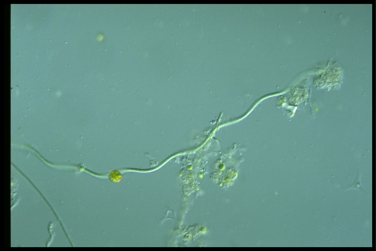 protist image