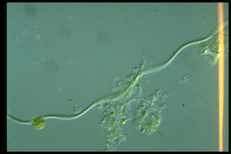 protist image