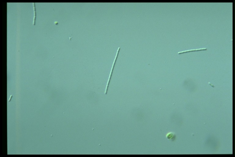 protist image