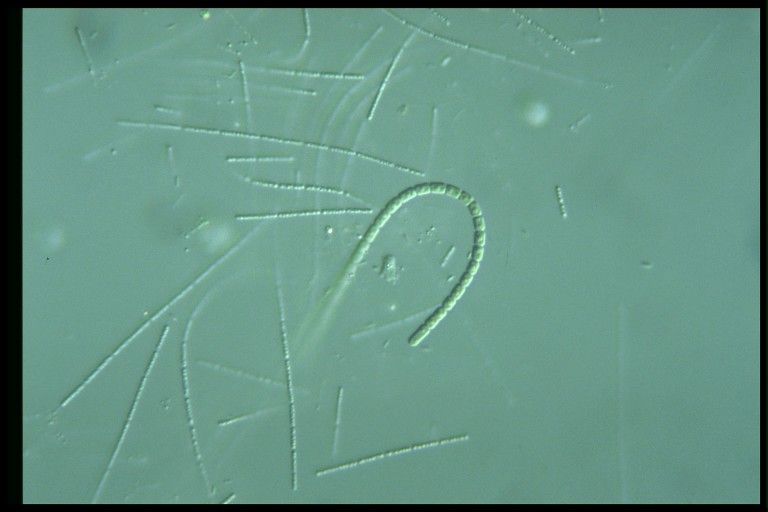 protist image