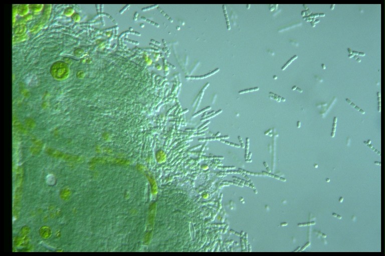 protist image