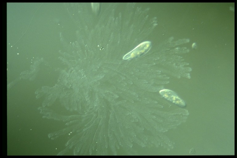 protist image