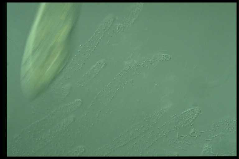 protist image