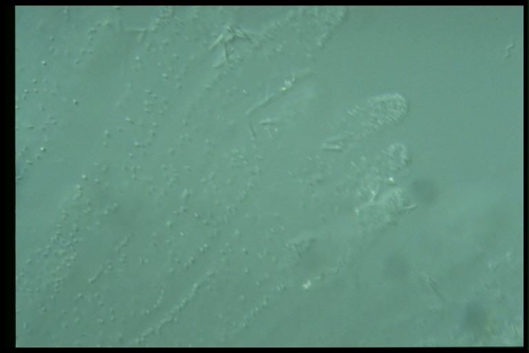 protist image