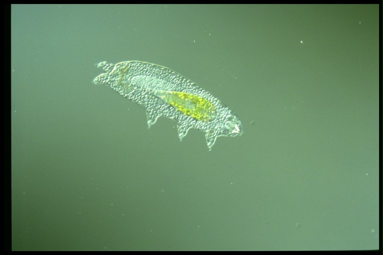 protist image