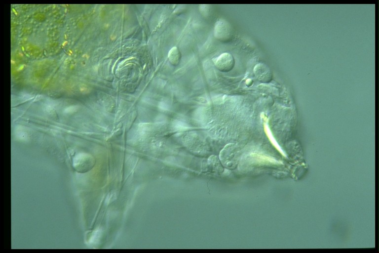 protist image