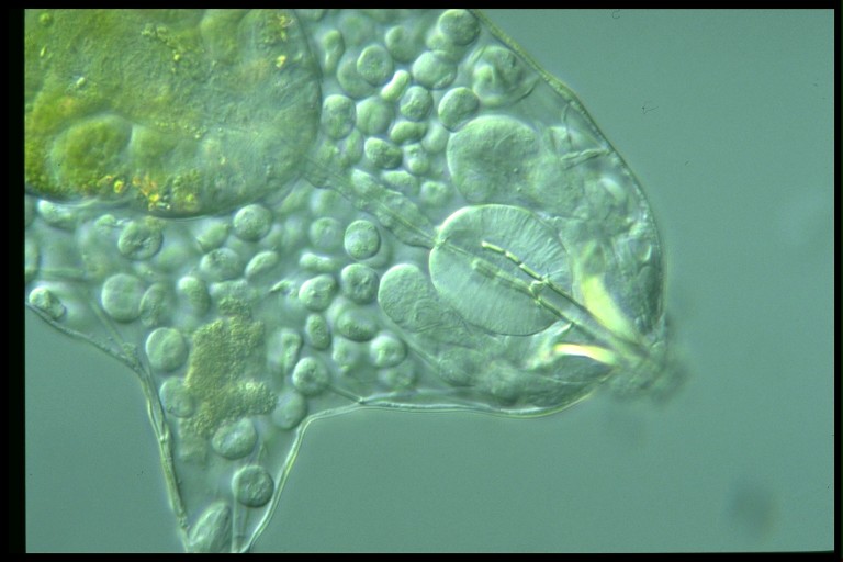 protist image