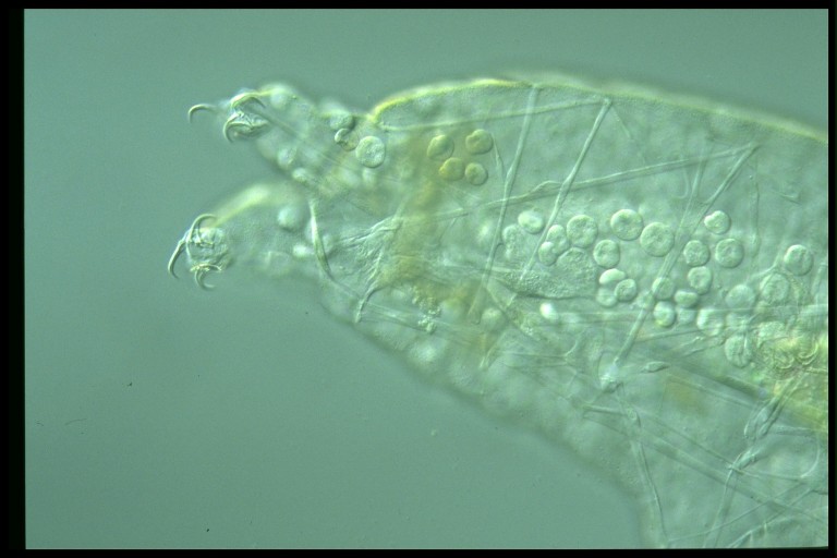 protist image