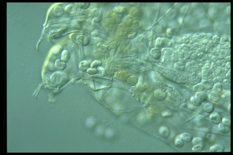 protist image