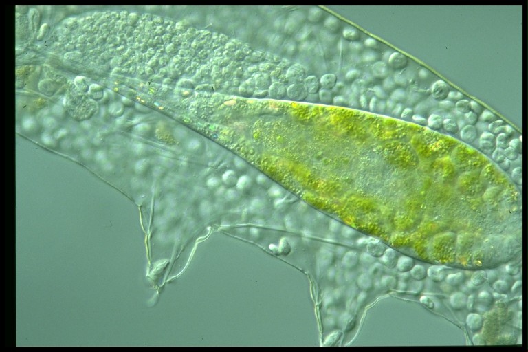 protist image