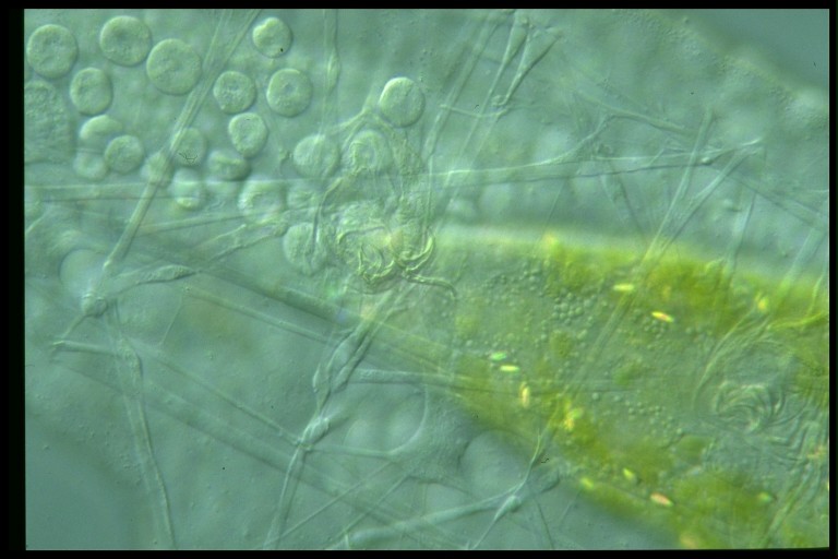 protist image