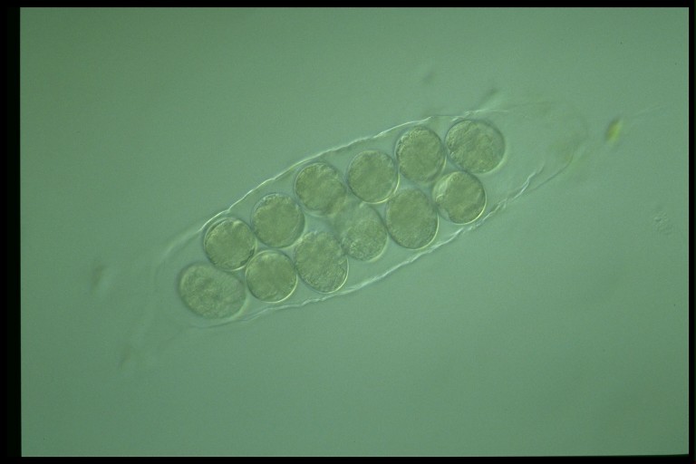 protist image