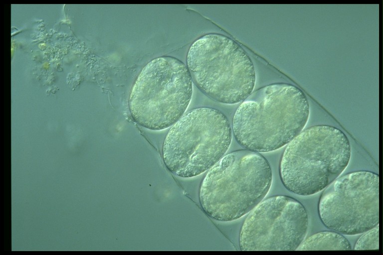 protist image