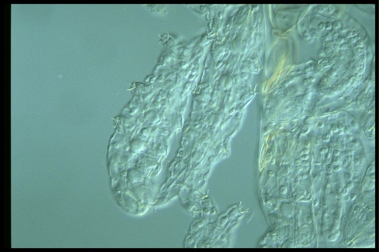 protist image