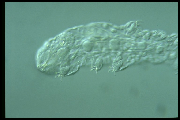 protist image