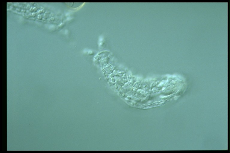 protist image