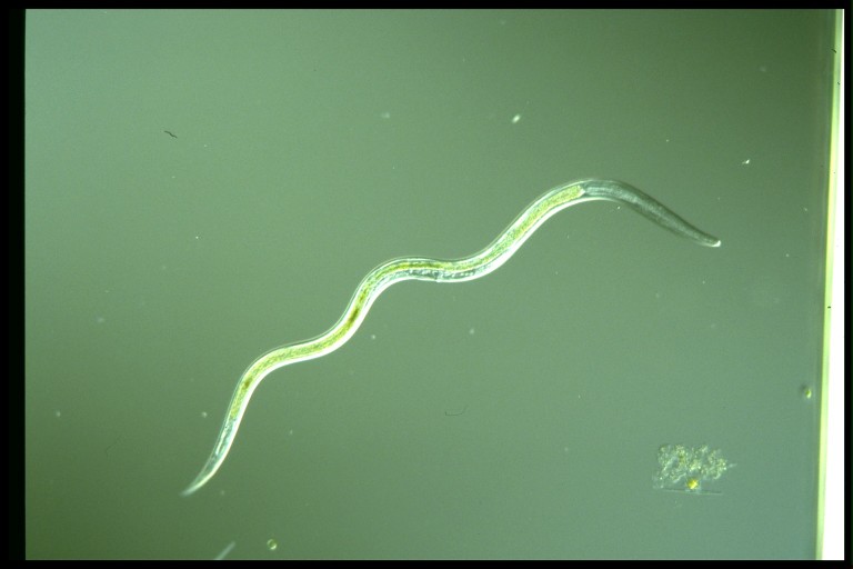 protist image