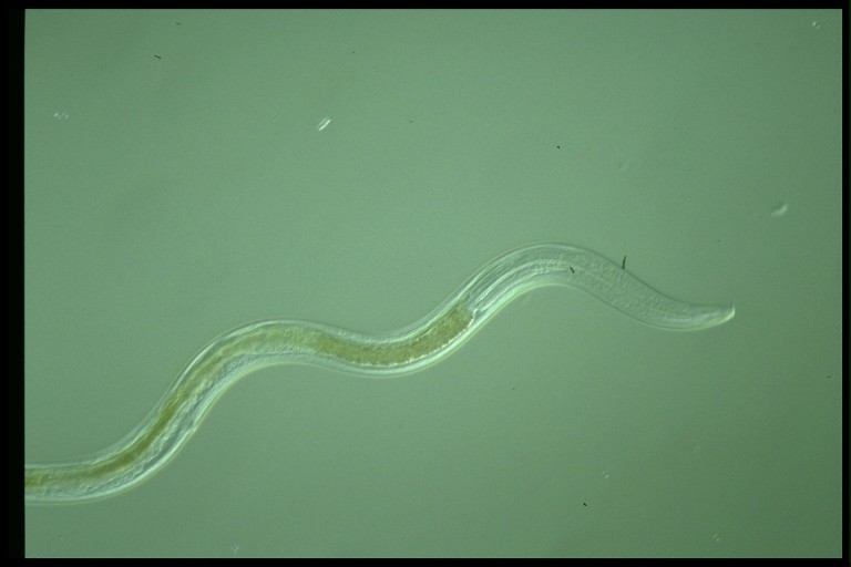 protist image