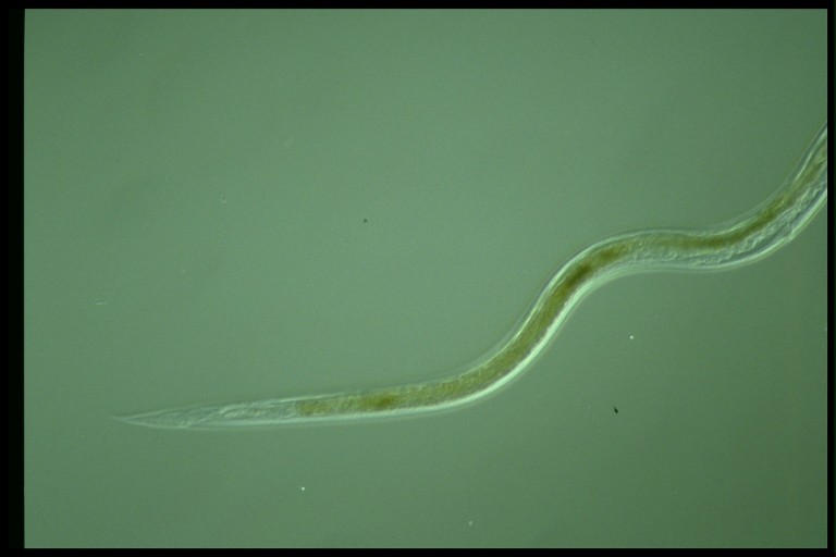 protist image