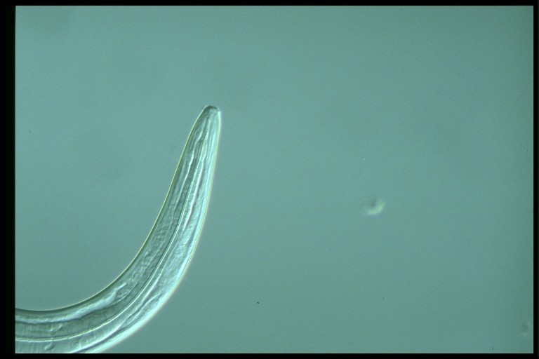 protist image