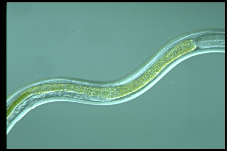 protist image