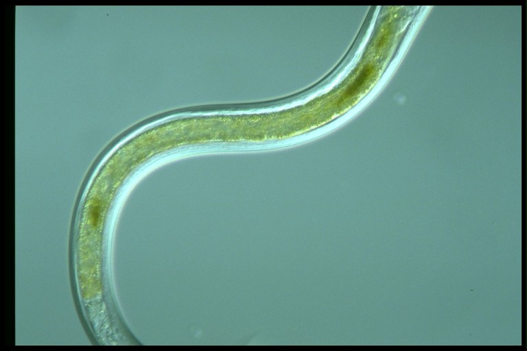 protist image