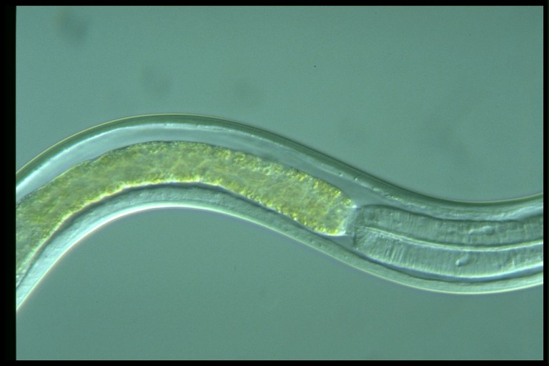 protist image