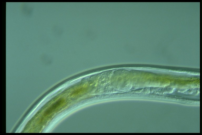 protist image