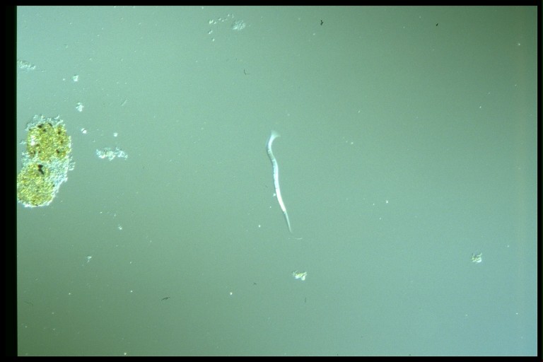 protist image