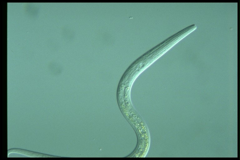 protist image