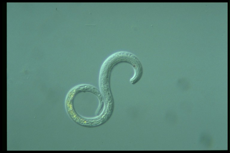 protist image