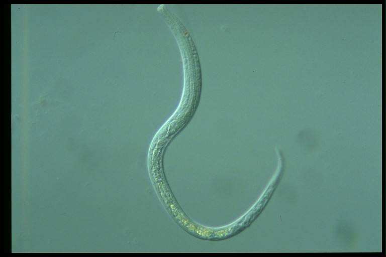 protist image