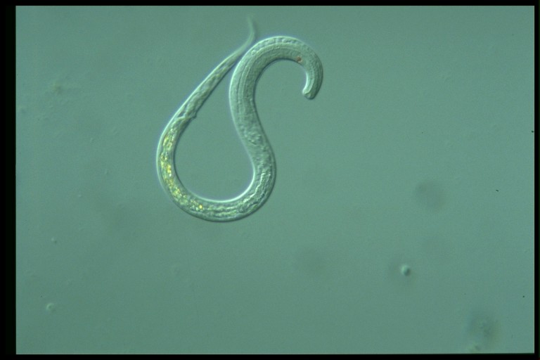 protist image