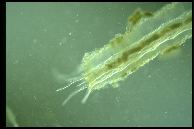 protist image