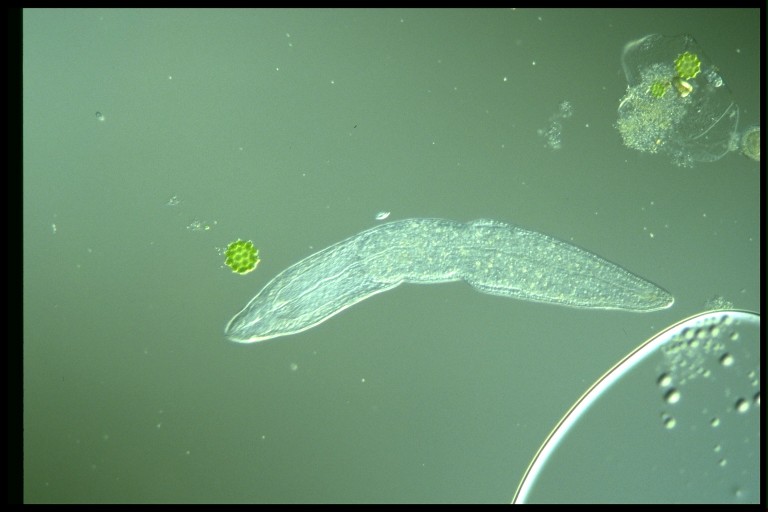 protist image