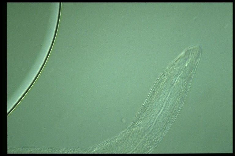 protist image