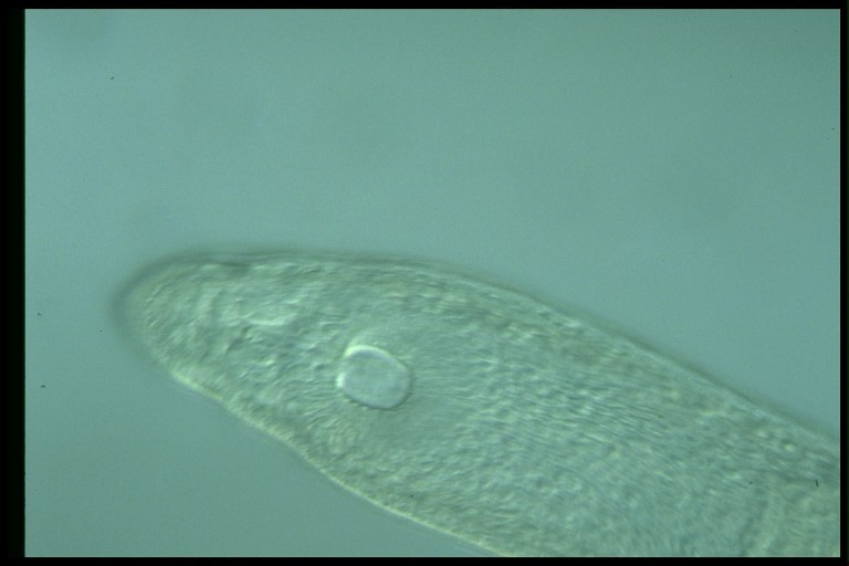 protist image