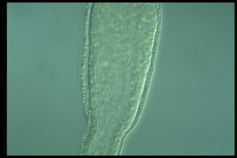 protist image