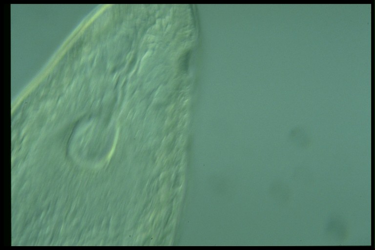 protist image