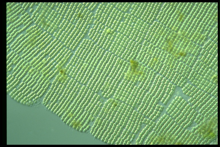 protist image