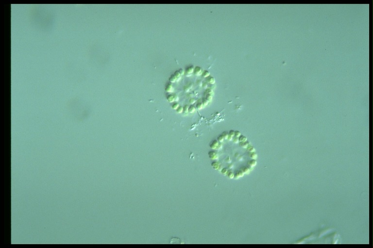 protist image