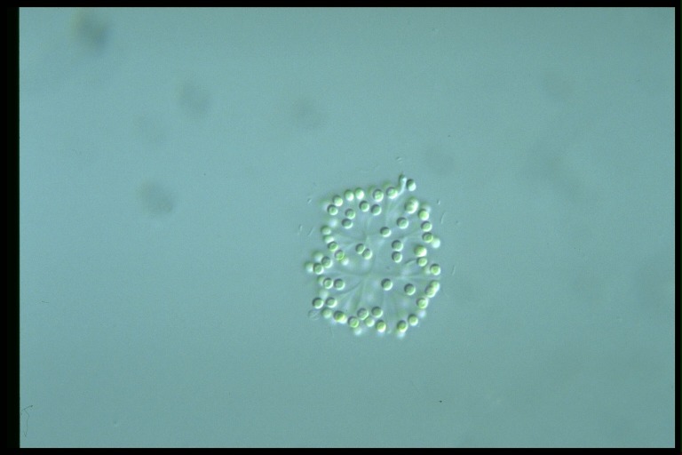 protist image