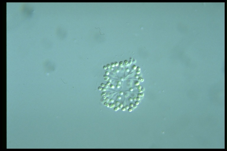 protist image