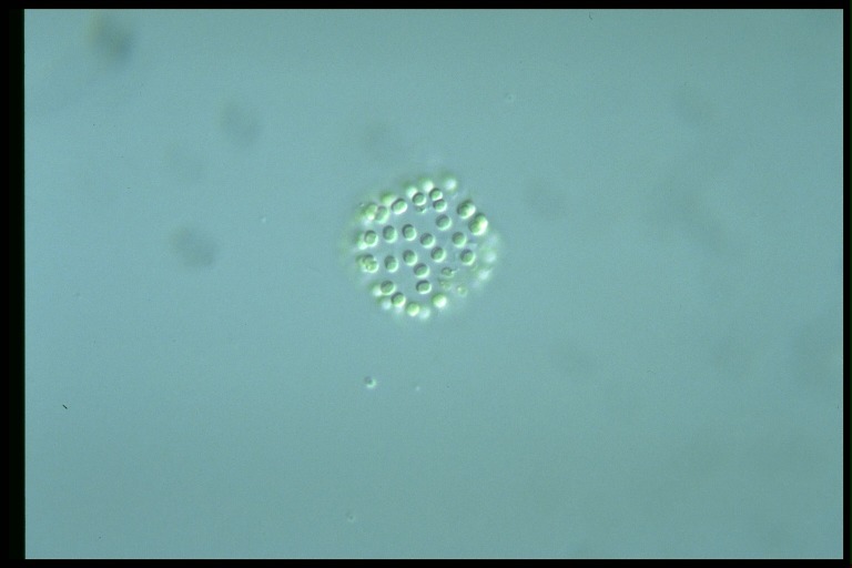 protist image