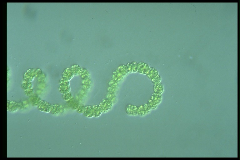 protist image