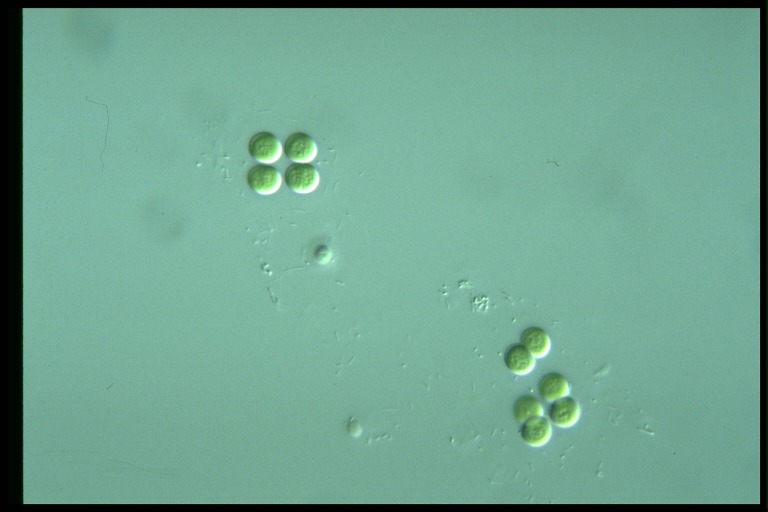 protist image