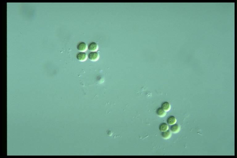 protist image