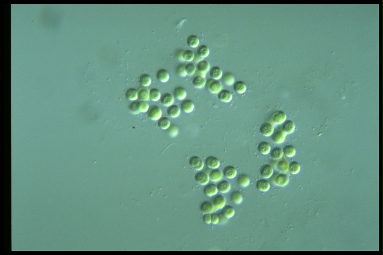 protist image