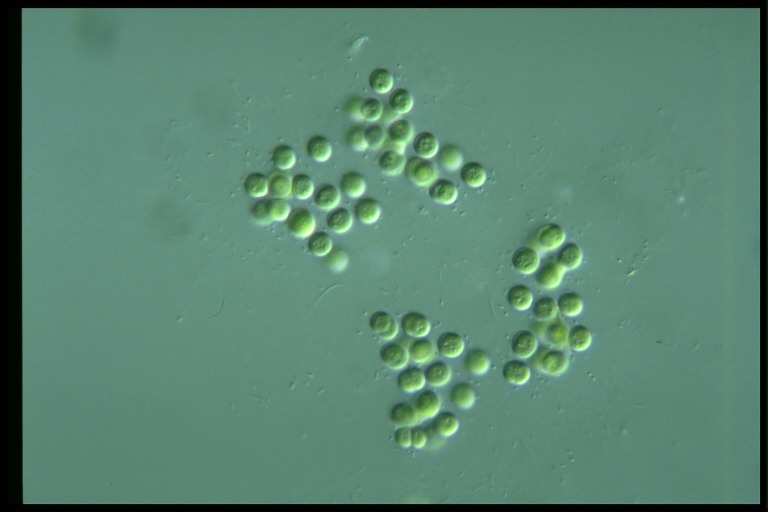 protist image