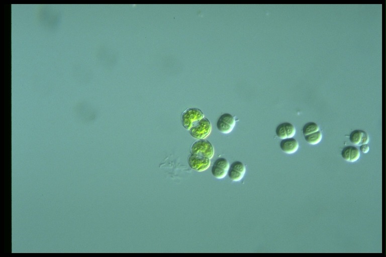 protist image